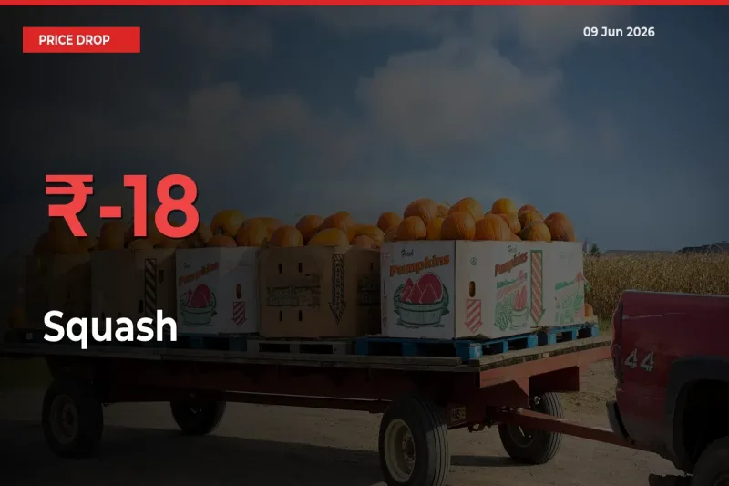 Farmers Alert as Squash Prices Slide 17.58% in Local Mandis