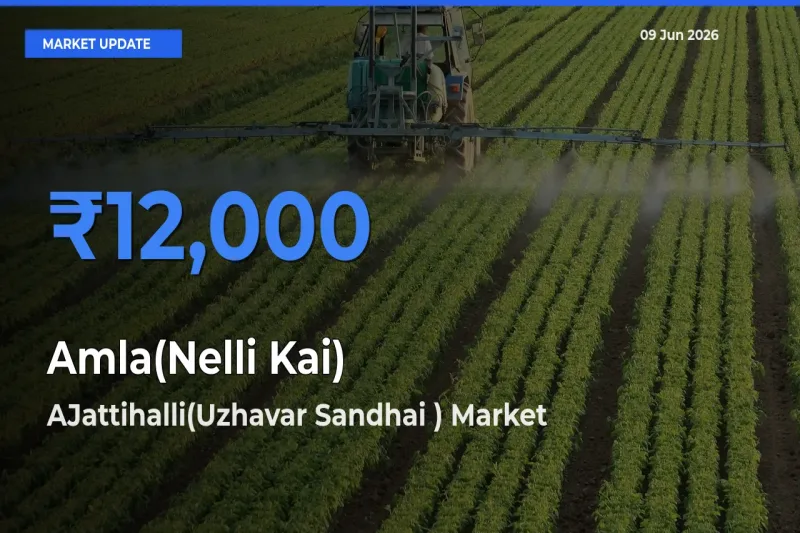 Market Watch: AJattihalli(Uzhavar Sandhai ) Becomes Top Mandi for Amla(Nelli Kai)