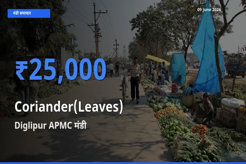 आज हरा धनिया के सबसे ऊँचे दाम ₹25,000 Diglipur APMC मंडी में