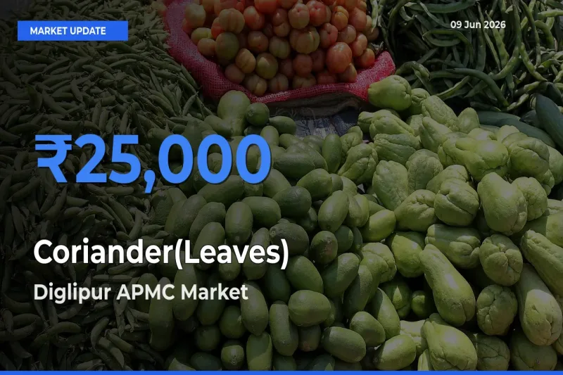 Farmers Prefer Diglipur APMC as Coriander(Leaves) Hits Highest Rate