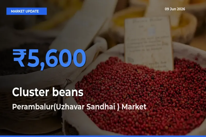 Top Performer! Perambalur(Uzhavar Sandhai ) Offers Best Cluster beans Price Today