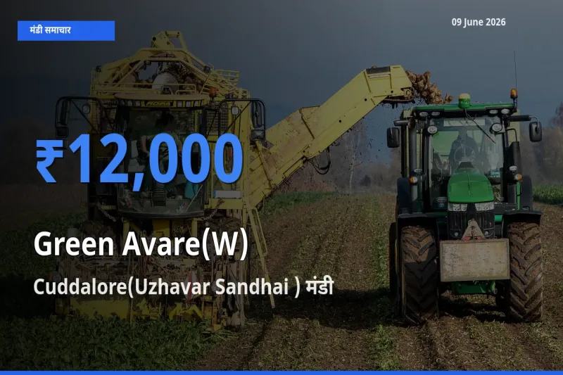 Cuddalore(Uzhavar Sandhai ) मंडी में आज हरी सेम के सबसे ऊँचे दाम दर्ज
