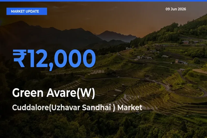 Top Performer! Cuddalore(Uzhavar Sandhai ) Offers Best Green Avare(W) Price Today