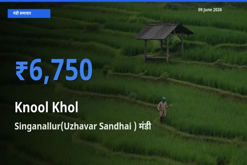 Singanallur(Uzhavar Sandhai ) मंडी में आज गांठगोभी के सबसे ऊँचे दाम दर्ज