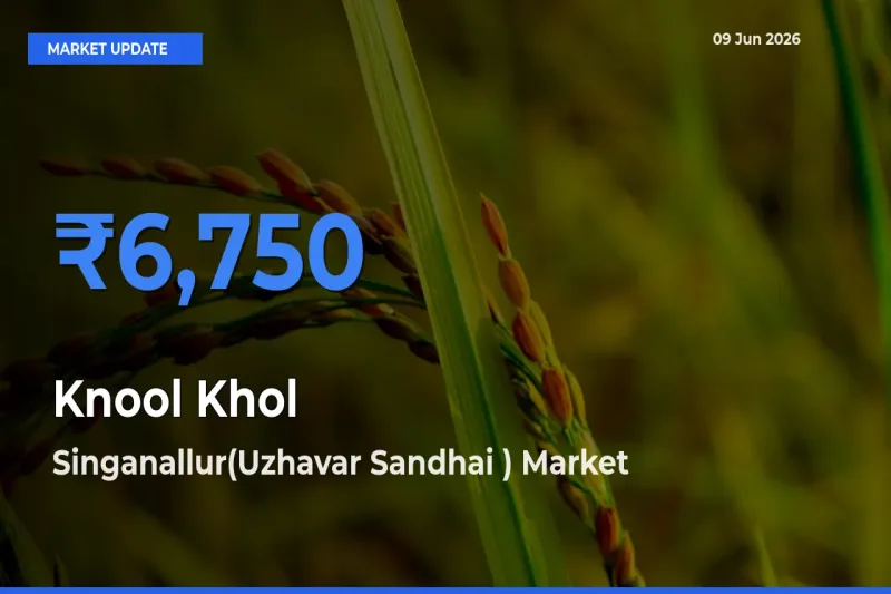 Top Performer! Singanallur(Uzhavar Sandhai ) Offers Best Knool Khol Price Today