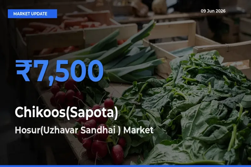 Chikoos(Sapota) Mandi Rate Today: Hosur(Uzhavar Sandhai ) Tops the List