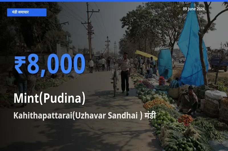 Kahithapattarai(Uzhavar Sandhai ) मंडी में आज पुदीना के सबसे ऊँचे दाम दर्ज