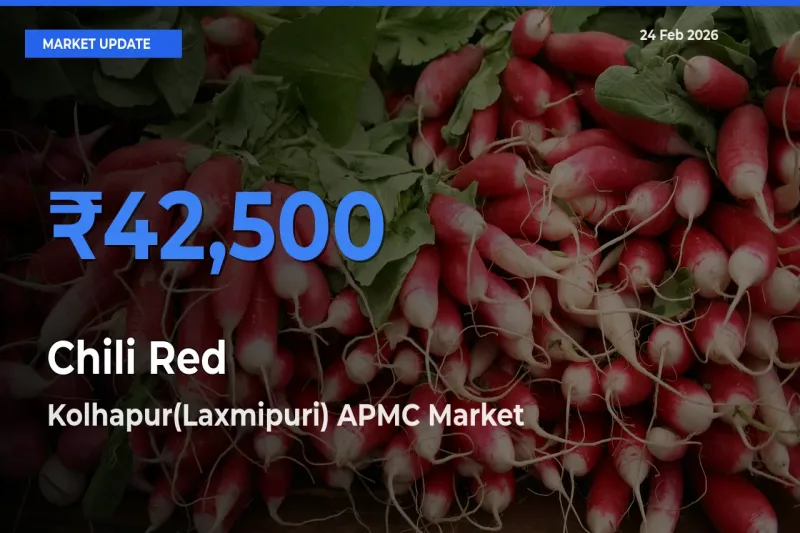 Kolhapur(Laxmipuri) APMC Emerges as Top Mandi for Chili Red Prices Today