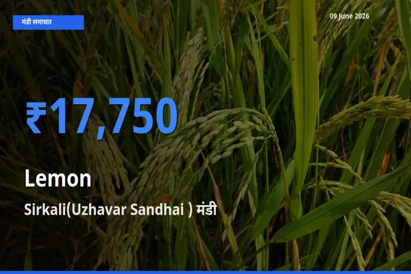 आज नींबू के सबसे ज़्यादा दाम Sirkali(Uzhavar Sandhai ) मंडी में दर्ज