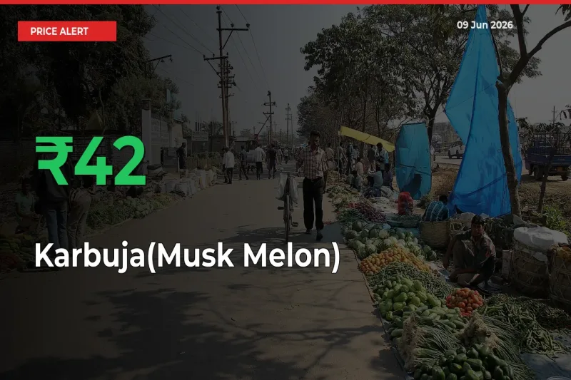 This Mandi Records 41.58% Jump in Karbuja(Musk Melon) Prices