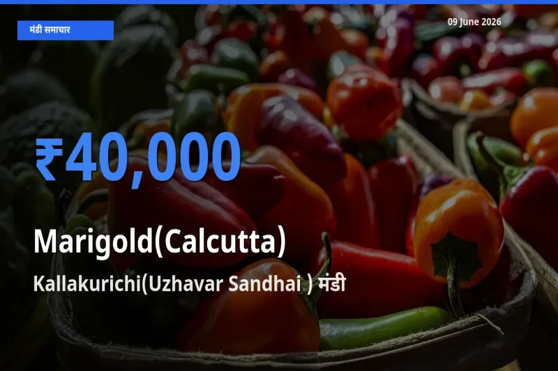 टॉप मंडी बना Kallakurichi(Uzhavar Sandhai )! गेंदा (कलकत्ता) के सबसे ऊँचे दाम यहीं दर्ज