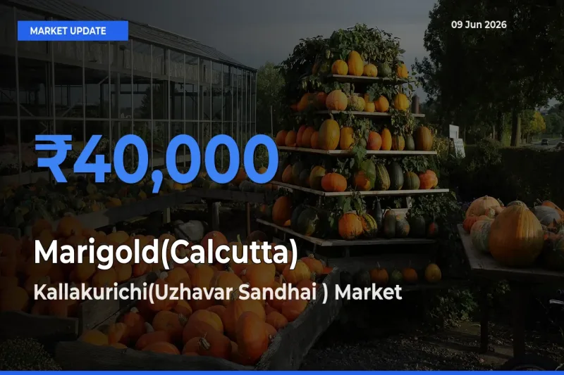 Marigold(Calcutta) Mandi Rate Today: Kallakurichi(Uzhavar Sandhai ) Tops the List