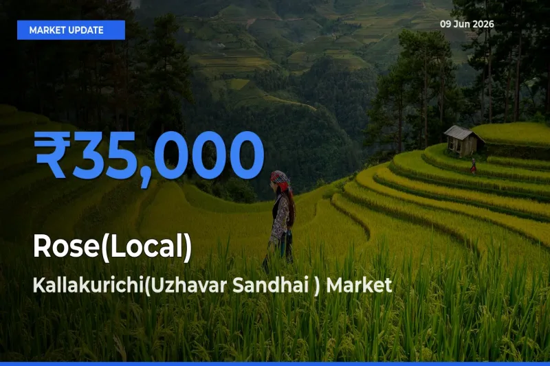 Kallakurichi(Uzhavar Sandhai ) Tops Rose(Local) Mandi Rates Today