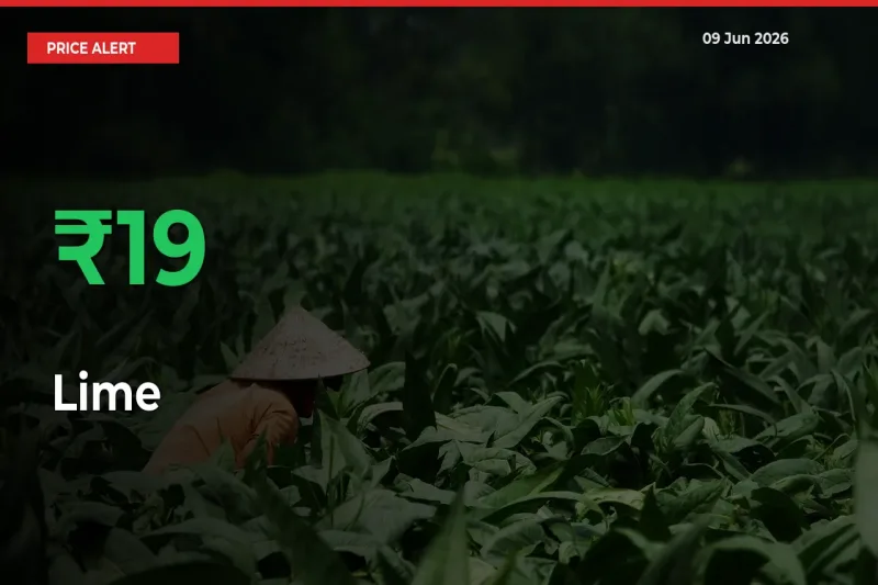 Sudden 19.38% Rally in Lime Prices Across Mandis