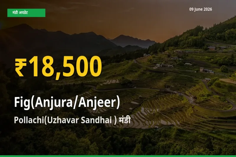 अंजीर के दामों ने बनाया नया रिकॉर्ड, Pollachi(Uzhavar Sandhai ) में तेज़ी