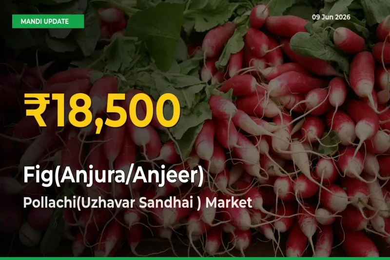 Fig(Anjura/Anjeer) Price Hits New High in Pollachi(Uzhavar Sandhai ) Today – Check Latest Mandi Rates