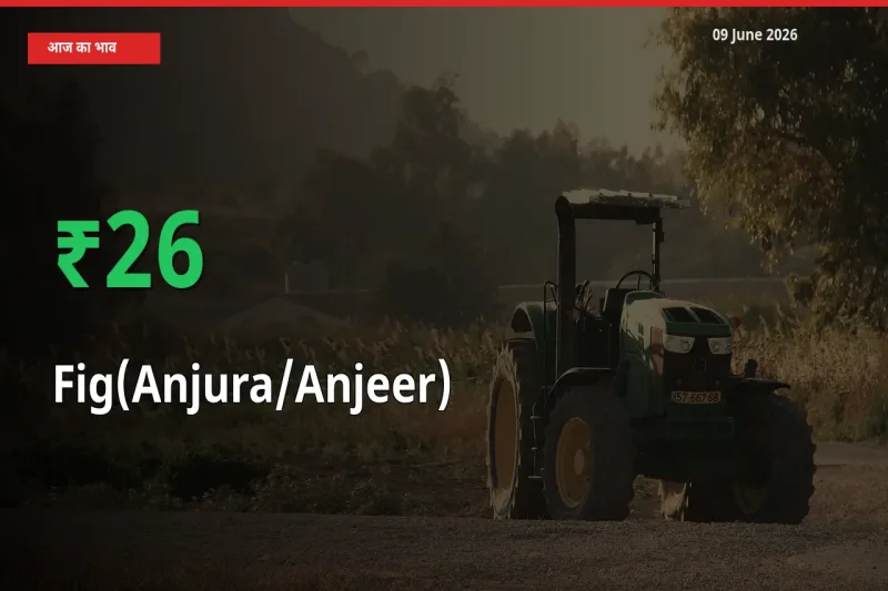 अचानक तेजी! मंडी में अंजीर के दाम 26.39% चढ़े
