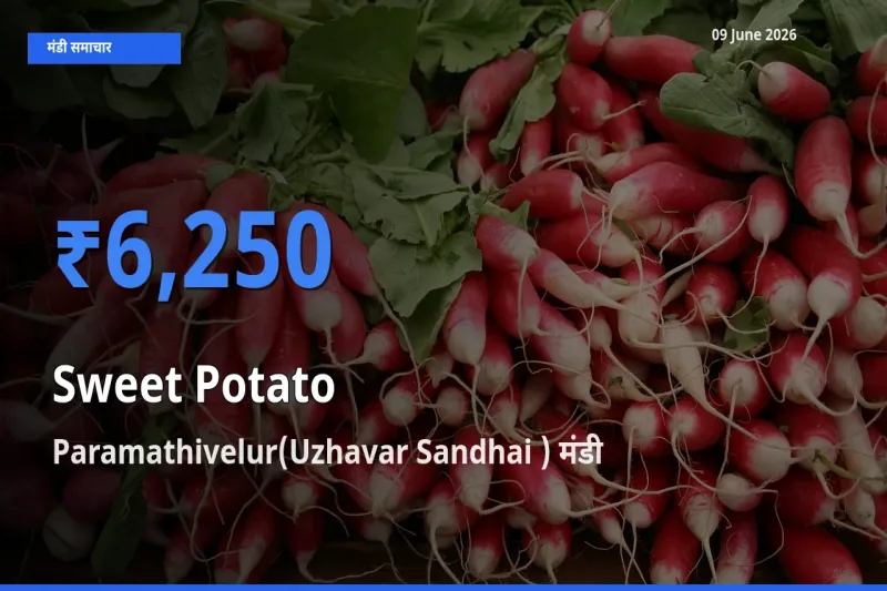 Paramathivelur(Uzhavar Sandhai ) मंडी में शकरकंद ₹6,250 पर पहुँचा – आज का सर्वोच्च भाव
