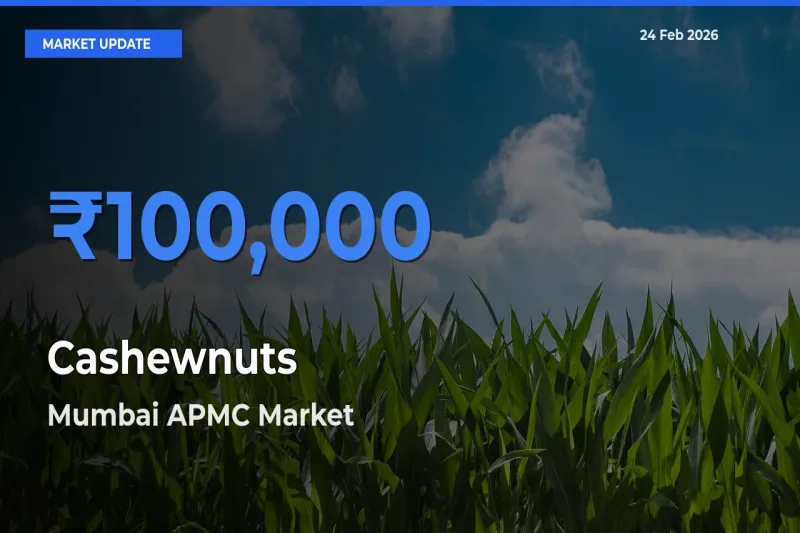 Mumbai APMC Tops Cashewnuts Mandi Rates Today