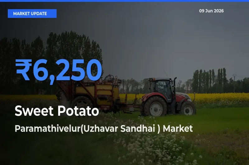 Paramathivelur(Uzhavar Sandhai ) Leads as Top Mandi for Sweet Potato Prices