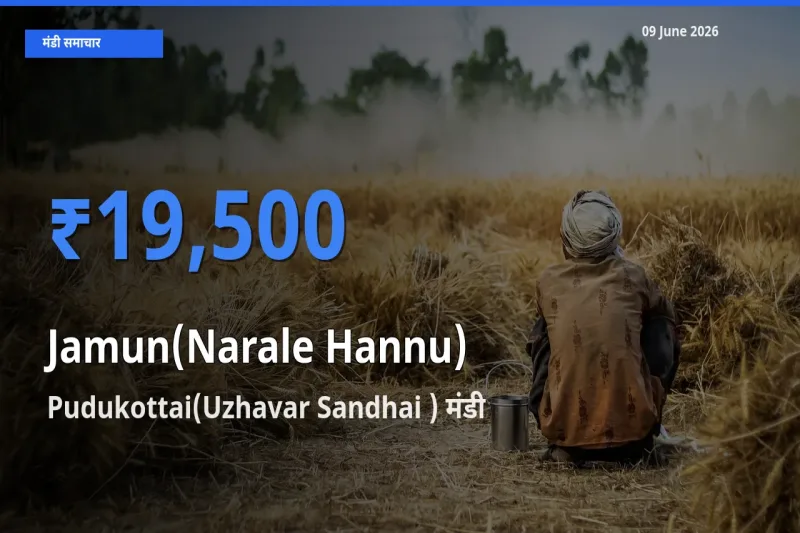 Pudukottai(Uzhavar Sandhai ) मंडी में जामुन (नाराले हन्नू) ₹19,500 पर पहुँचा – आज का सर्वोच्च भाव