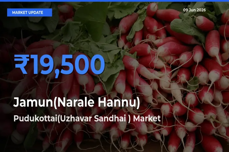 Pudukottai(Uzhavar Sandhai ) Tops Jamun(Narale Hannu) Rates – June 09 Market Update