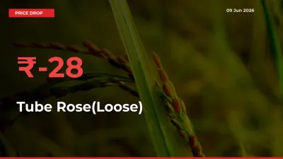 Farmers Alert as Tube Rose(Loose) Prices Slide 28.45% in Local Mandis