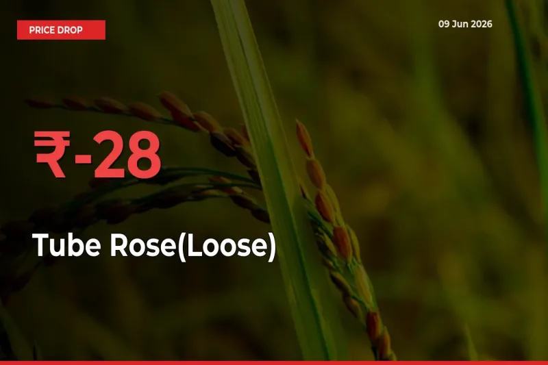 Farmers Alert as Tube Rose(Loose) Prices Slide 28.45% in Local Mandis