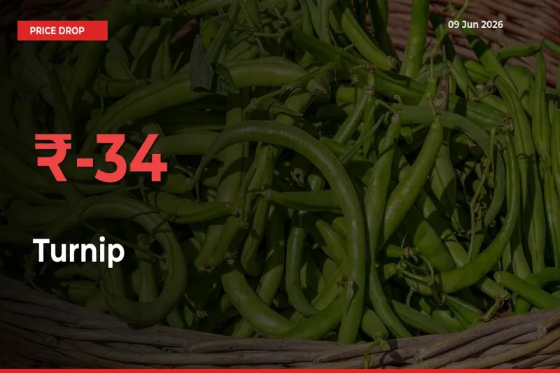 Turnip Mandi Rate Today: Prices Fall 34.25% at Market
