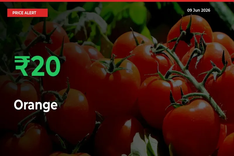 Why Orange Prices Rose 19.72% in a Day at Mandis