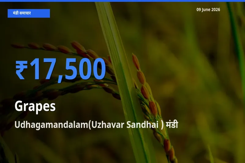 किसानों की पसंद बना Udhagamandalam(Uzhavar Sandhai ), अंगूर के सबसे अच्छे दाम
