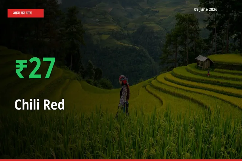 आज का मंडी भाव: लाल मिर्च के दाम मंडी में 27.14% ऊपर
