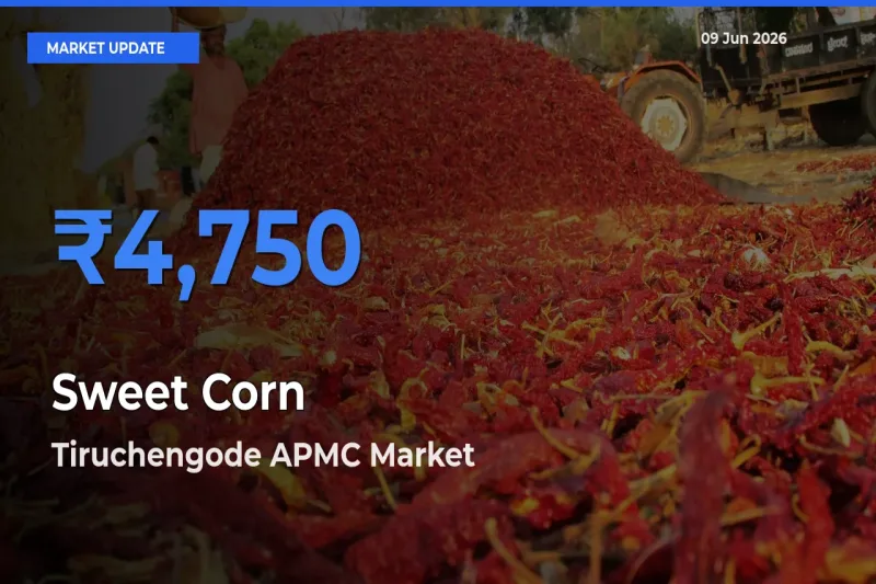 Tiruchengode APMC Emerges as Top Mandi for Sweet Corn Prices Today