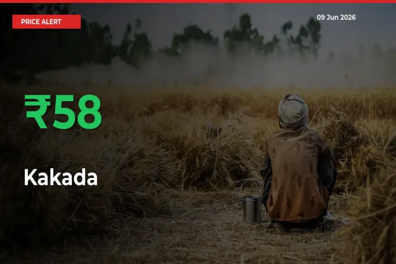 Sudden 57.99% Rally in Kakada Prices Across Mandis