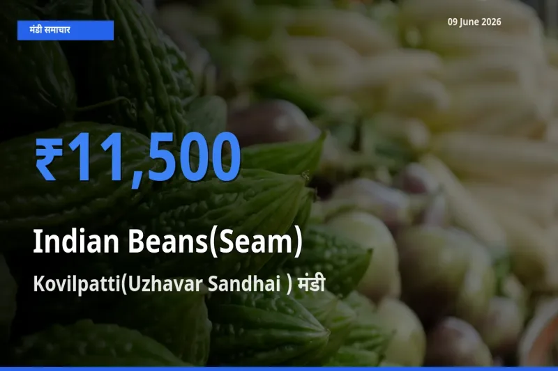 किसानों की पसंद बना Kovilpatti(Uzhavar Sandhai ), सेम (देशी) के सबसे अच्छे दाम