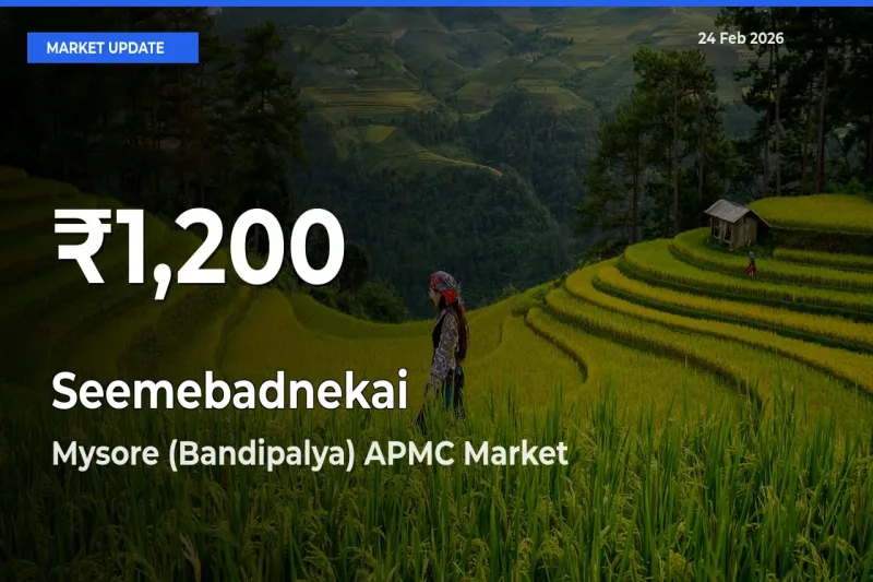 Seemebadnekai Mandi Rate Today: 30-Day Low Recorded in Mysore (Bandipalya) APMC
