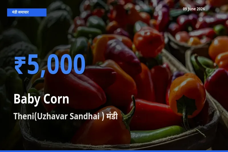 Theni(Uzhavar Sandhai ) मंडी में आज बेबी कॉर्न के सबसे ऊँचे दाम दर्ज