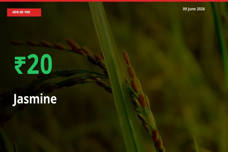 09 June अपडेट: चमेली के दाम मंडी में 20.4% उछले
