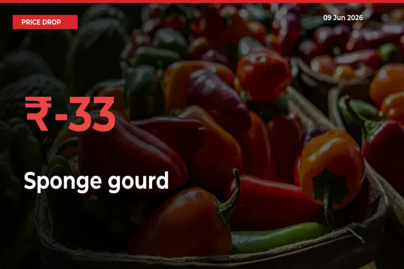 Farmers Alert as Sponge gourd Prices Slide 33.19% in Local Mandis