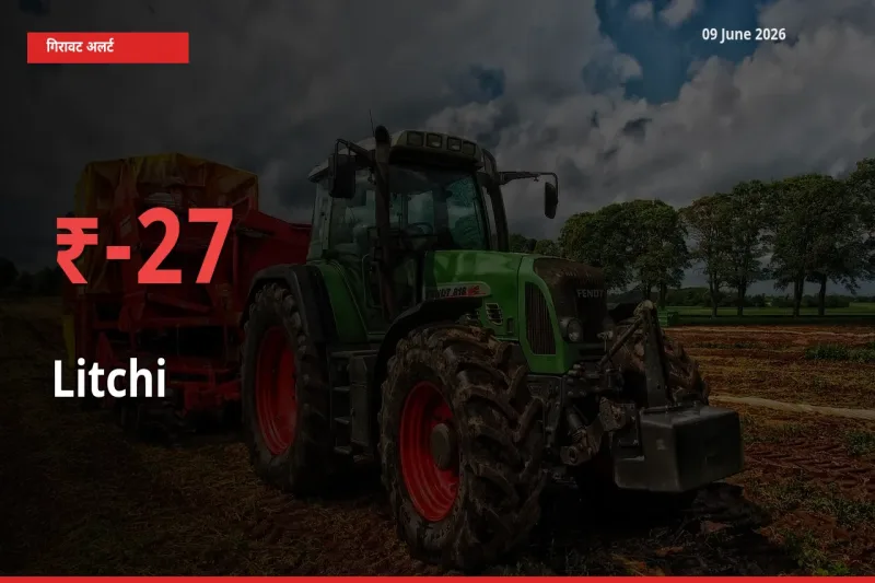 स्थानीय मंडी में लीची के दाम अचानक 27.03% गिरे, किसानों की चिंता बढ़ी