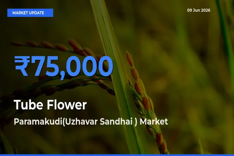 Paramakudi(Uzhavar Sandhai ) Tops Tube Flower Mandi Rates Today