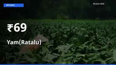 रतालू (रतलू) के दामों का असर कई मंडियों में, बाज़ार दिशा स्पष्ट
