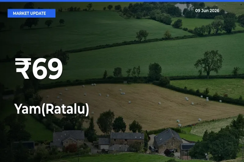 Yam(Ratalu) Shows Strong Mandi Trend – June 09 Market Update