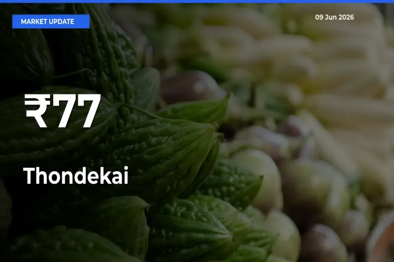 Thondekai Trend Strengthens Across Major Mandis