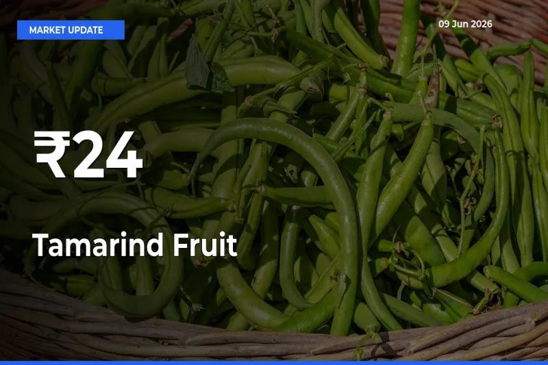 Tamarind Fruit Prices Trend Across 24+ Mandis – Market Direction Turns Clear