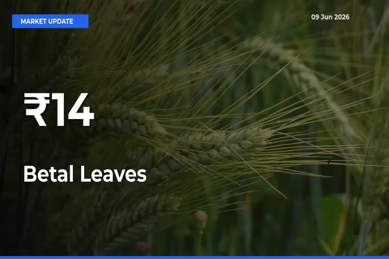Why Betal Leaves Prices Are Moving Across Multiple Mandis Today