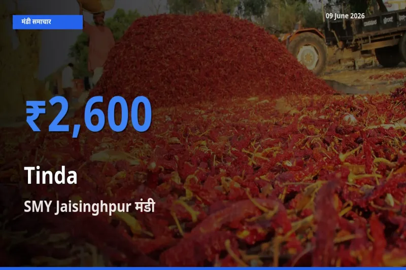 SMY Jaisinghpur मंडी में टिंडा ₹2,600 पर पहुँचा – आज का सर्वोच्च भाव
