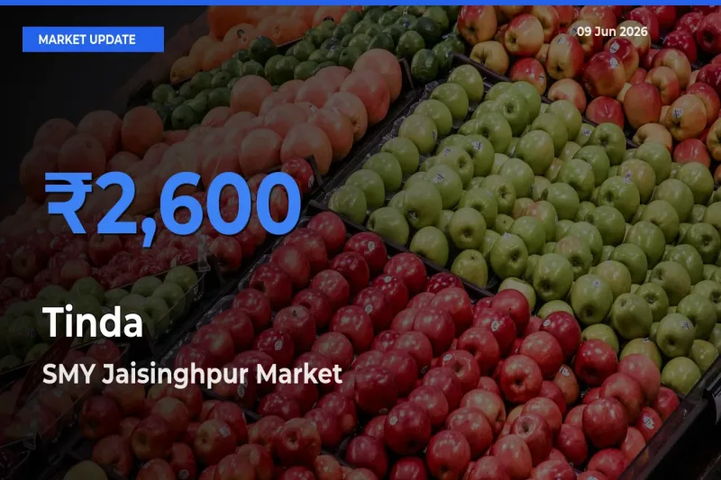 SMY Jaisinghpur Emerges as Top Mandi for Tinda Prices Today