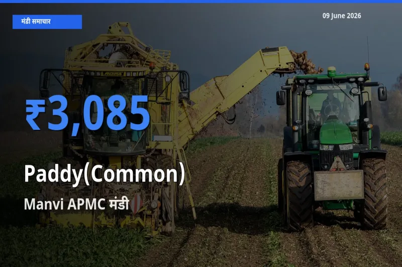 Manvi APMC मंडी में धान (सामान्य) ₹3,085 पर पहुँचा – आज का सर्वोच्च भाव