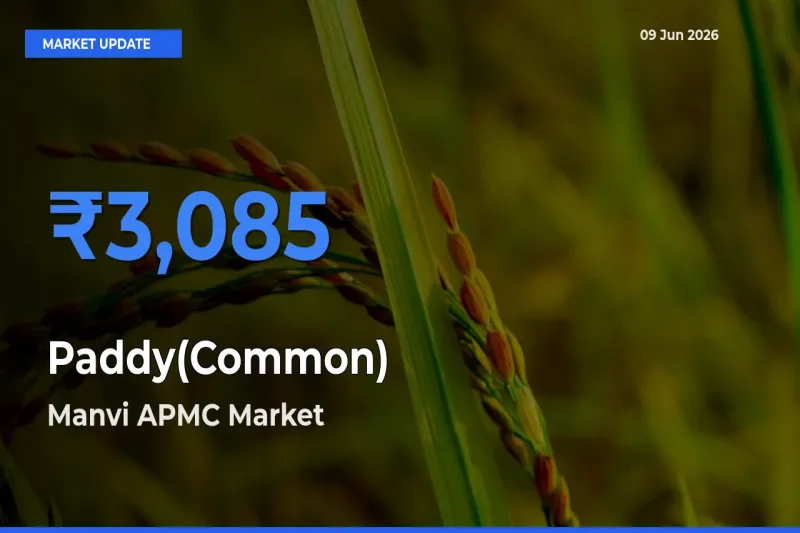 Farmers Prefer Manvi APMC as Paddy(Common) Hits Highest Rate